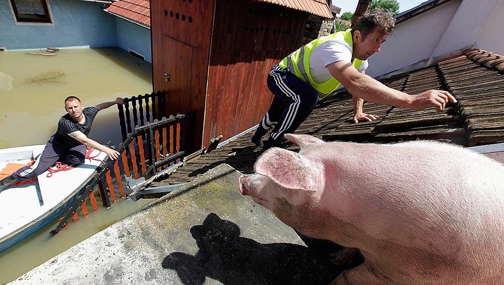 Räddare i nöden En man klättrar upp på ett tak för att mata ett par grisar som han räddat från översvämningarna på Balkan.