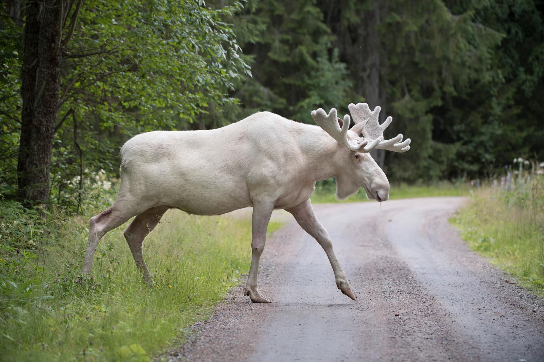 En vit älg i Gunnarskog i Värmland 2017. De ovanliga djuren skjuts sällan av jägare, och bedöms därför sakta bli fler i länet.