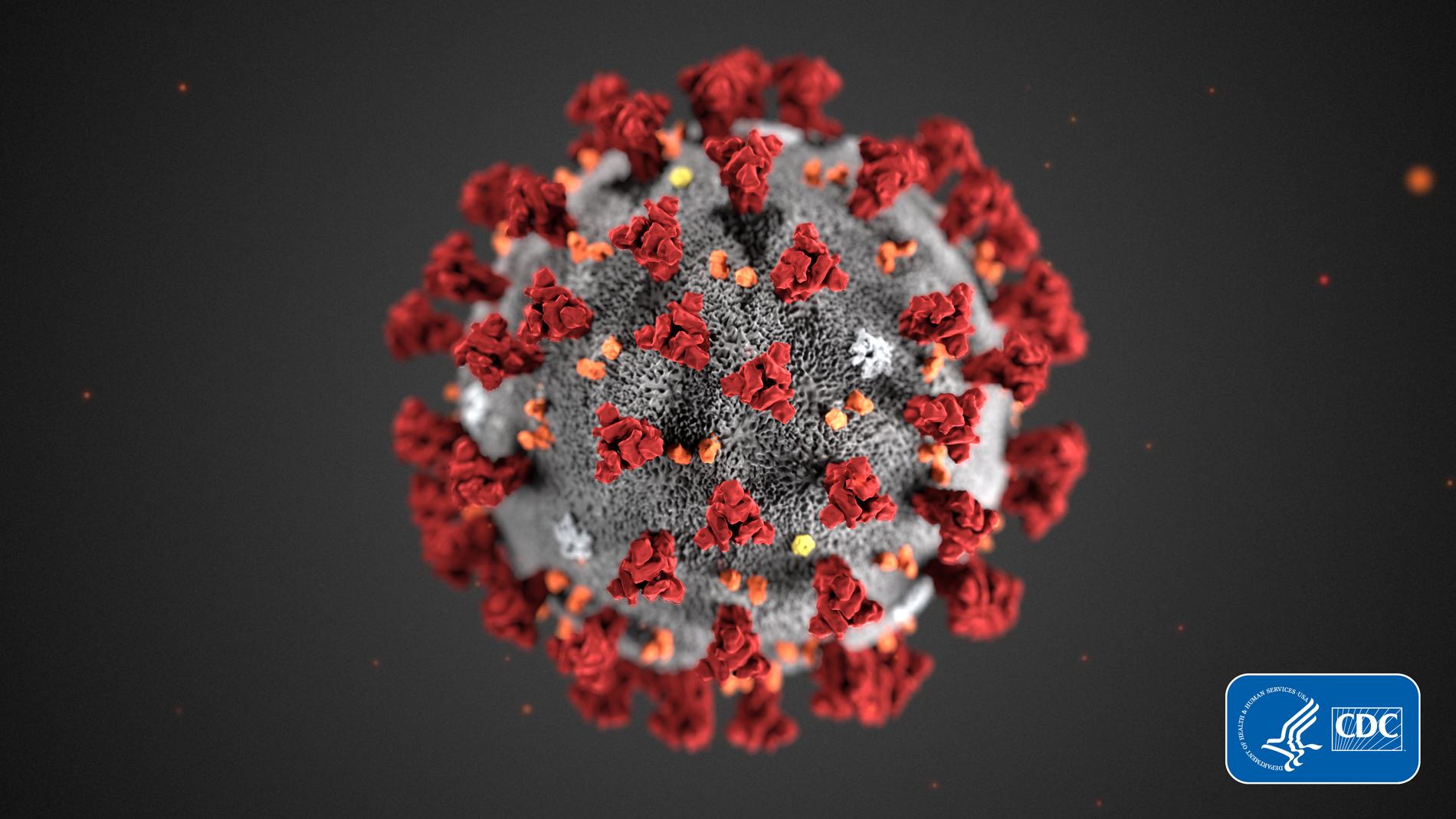Coronaviruset, illustrerat av den amerikanska smittskyddsmyndigheten CDC.