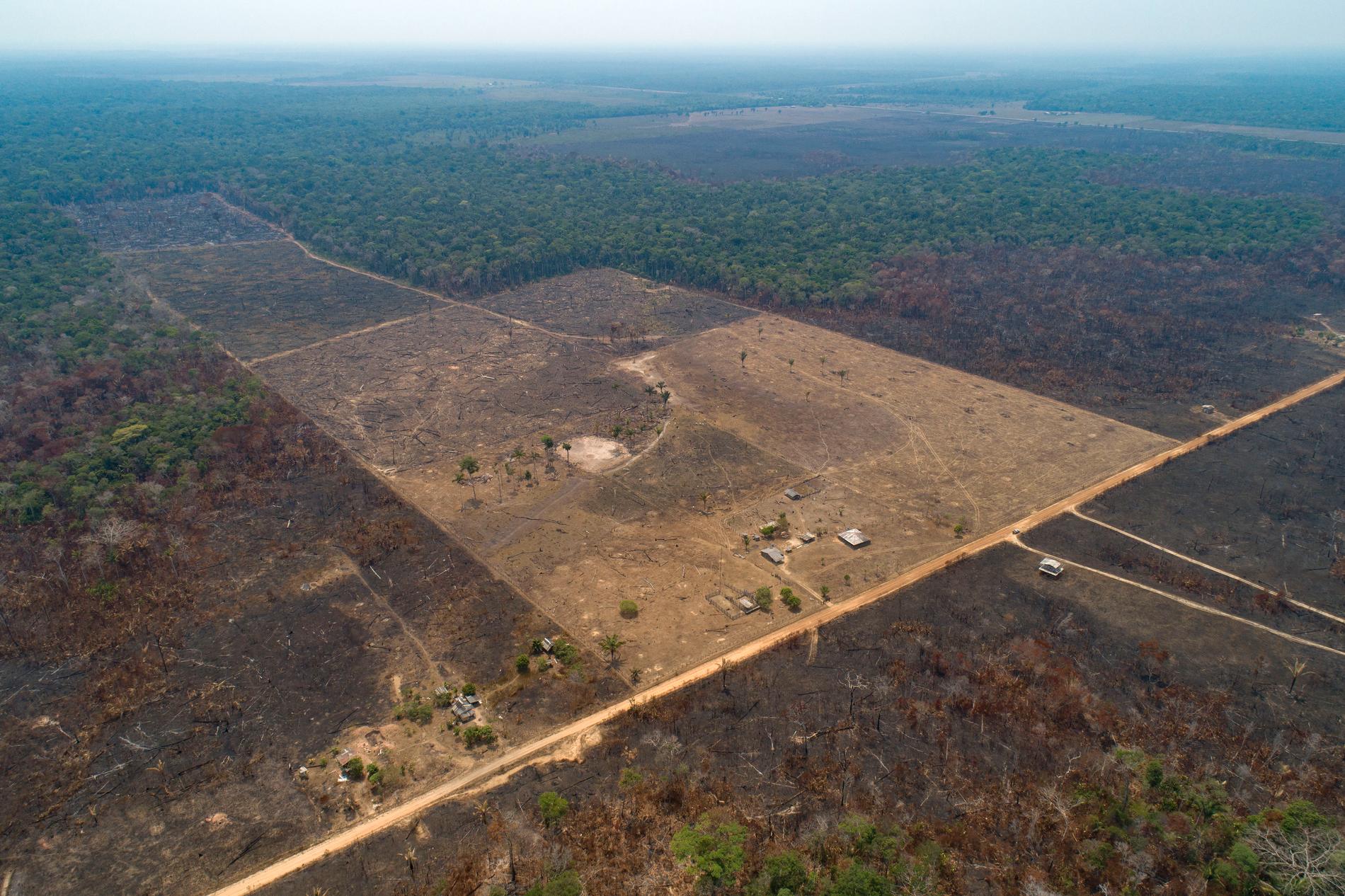Skog som bränts ned av jordbrukare i närheten av Canutama i Amazonas i nordvästra Brasilien. Arkivbild.