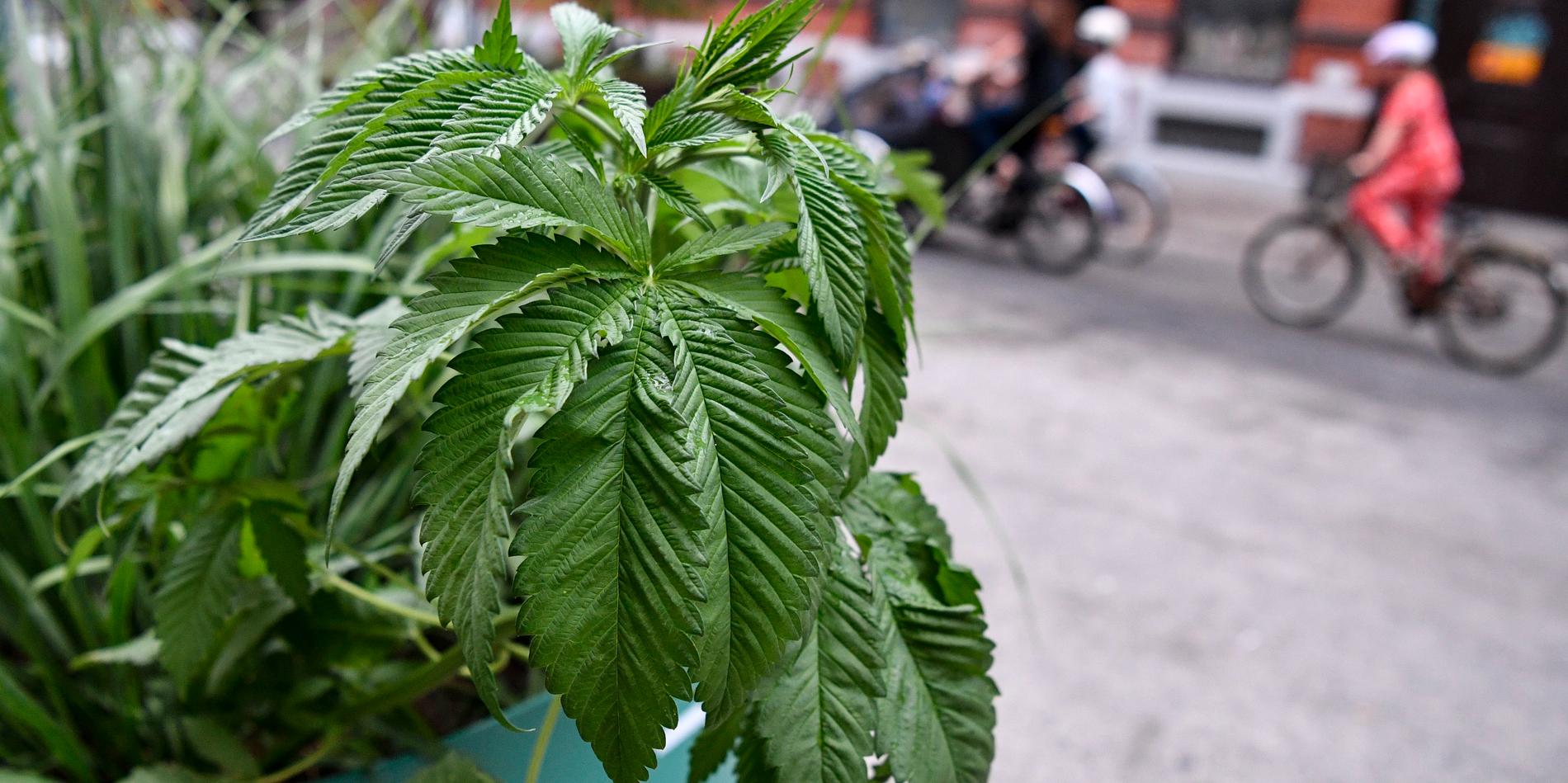 Friisgatan i juni förra året. En växtexpert vid SLU i Alnarp konstaterade att plantan i den kommunala krukan på sommargatan tveklöst var cannabis. Hur och när plantan hamnade där är fortfarande oklart.