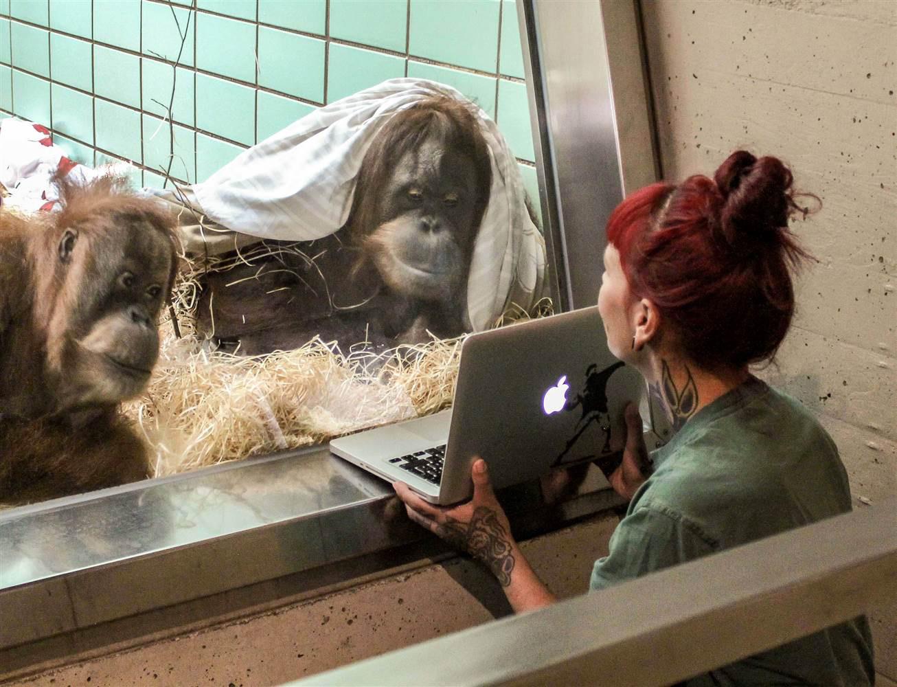 Conny, till vänster, och Sinta, till höger, i Tyskland tittar på en video på orangutanghanen Gempa, som tillbringar sina dagar på en djurpark i sydvästra Belgien.