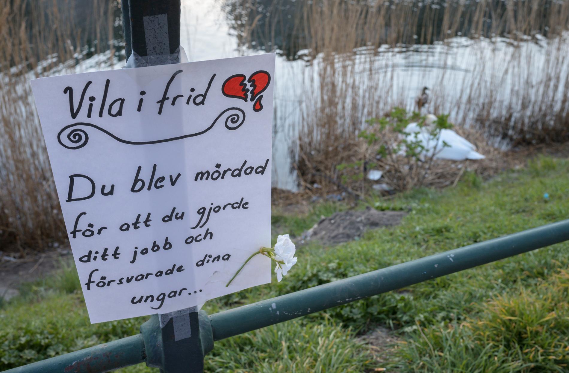 Den ensamma svanhonan ruvar vid Malmö kanal efter att hannen blivit skjuten förra våren. Nu har alla kritiska djurvänner fått rätt– Förvaltningsrätten underkänner avlivningen. Arkivbild.