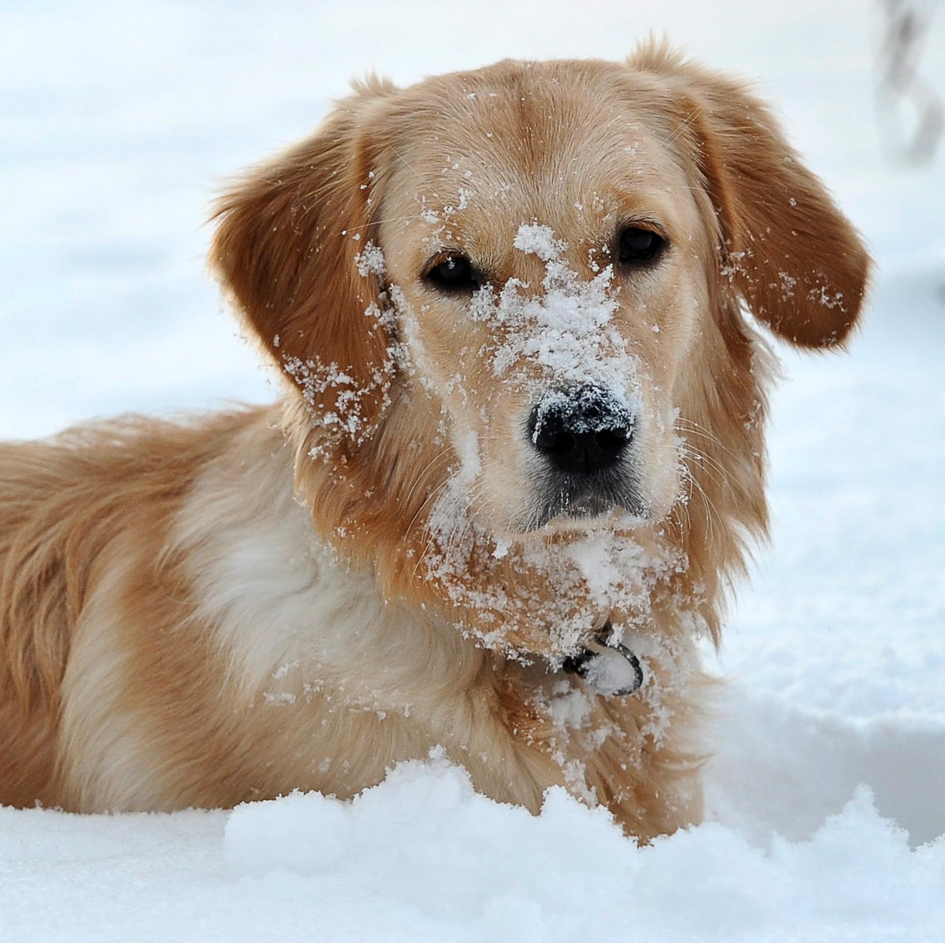 De flesta hundar gillar att busa i snön – men även de kan frysa. Arkivbild.