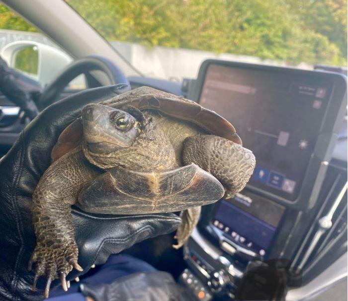 Den trafikfarliga sköldpaddan