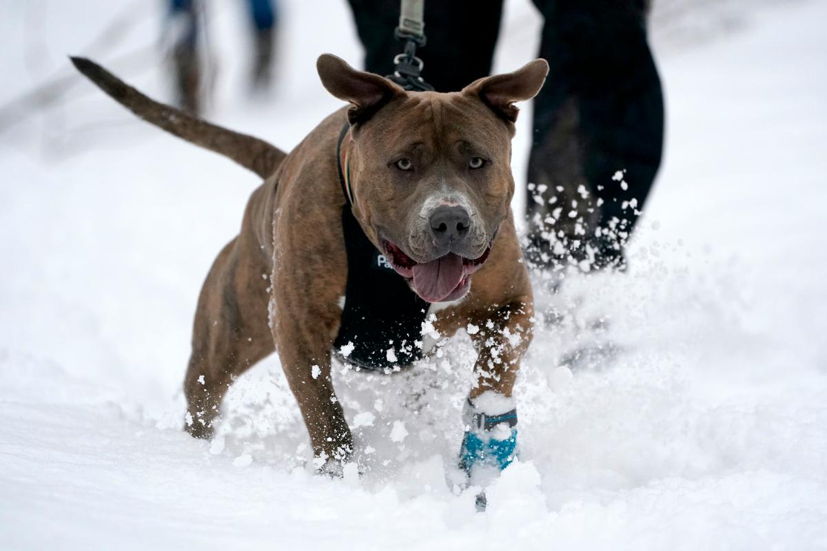 En pitbull vid namn Loki sparkar upp snö när han går på en stig i Oregon Ridge Park, USA.