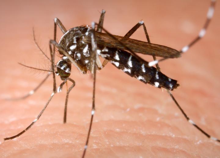 Denguefeber orsakas av ett virus som sprids av Aedes-myggor, som denna tigermygga, i tropiska och subtropiska områden.