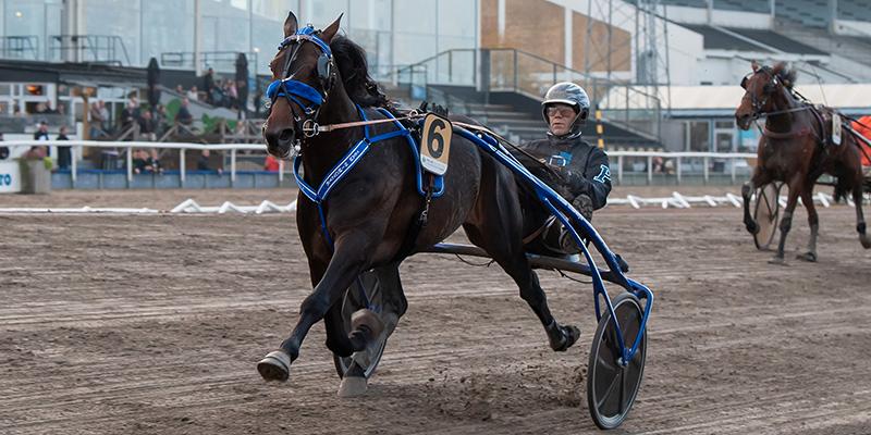 Stefan Persson och Con Crowe vid V75-segern på Jägersro. Nu tränar Stefan den kapable hästen åt tyska storhästägaren Karin Walter-Mommert.