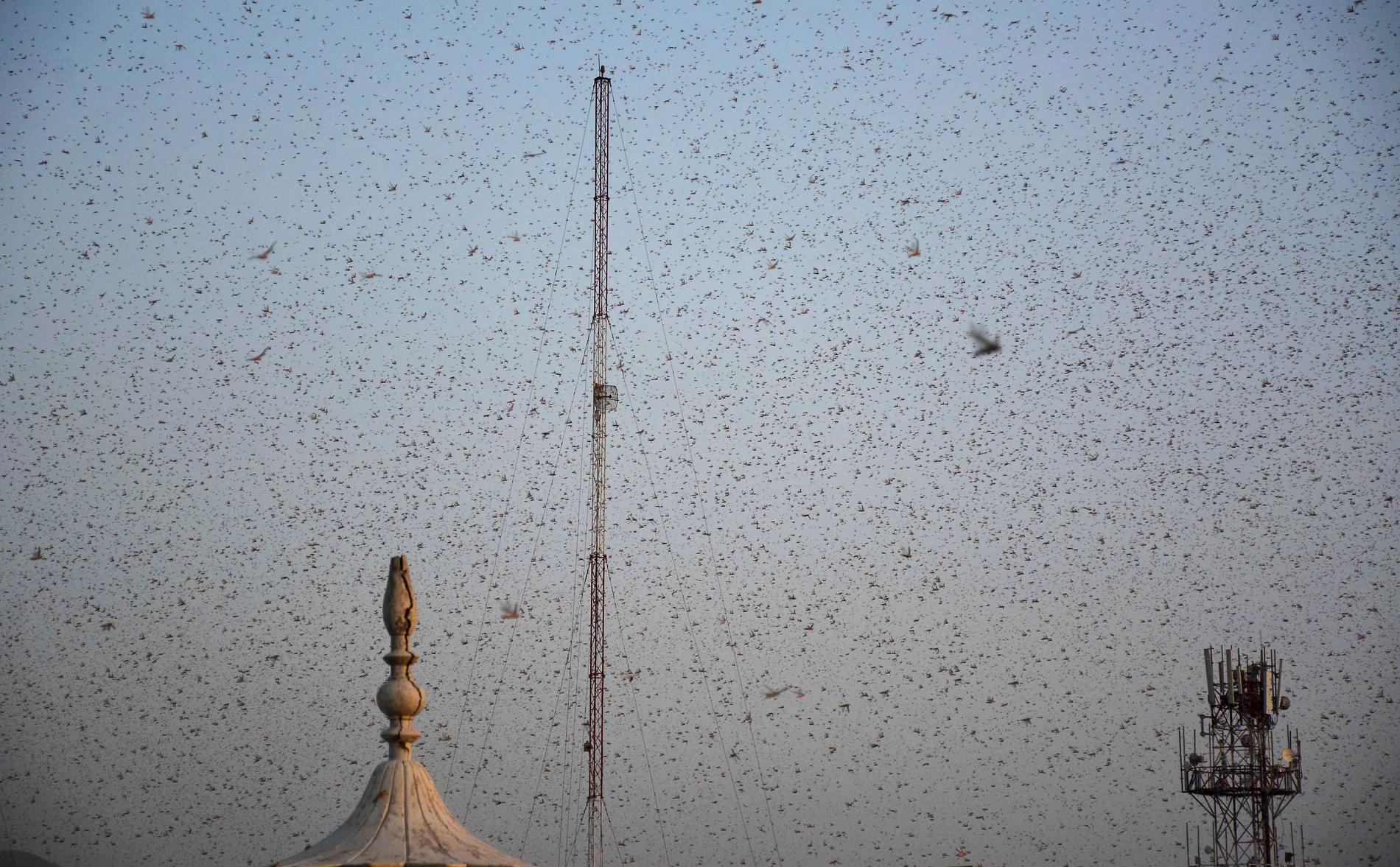 En gräshoppssvärm i ett bostadsområde i Quetta i Pakistan 2020. Pakistanska myndigheter sa då att svärmen av gräshoppor spreds över landet och var ett hot med matförsörjningen.