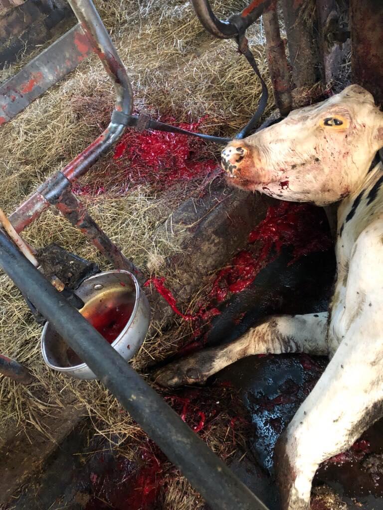 Kon gick ett hemskt öde till mötes. Hon hittades död – liggandes i en blodpöl. 