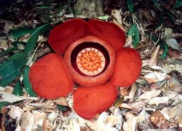 Rafflesia - blommar bara några veckor per år, i januari och februari.
