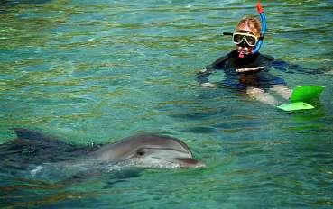 Simma med delfiner - en av alla naturupplevelser i Key West.