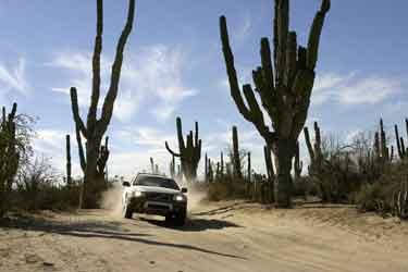 Sand, mera sand och flera hundra år gamla kaktusar höga som träd. Vår Volvo XC70 flög över sanddynerna i bästa Baja 1000-stil. Den elektroniska stötdämpningen tog smällarna.