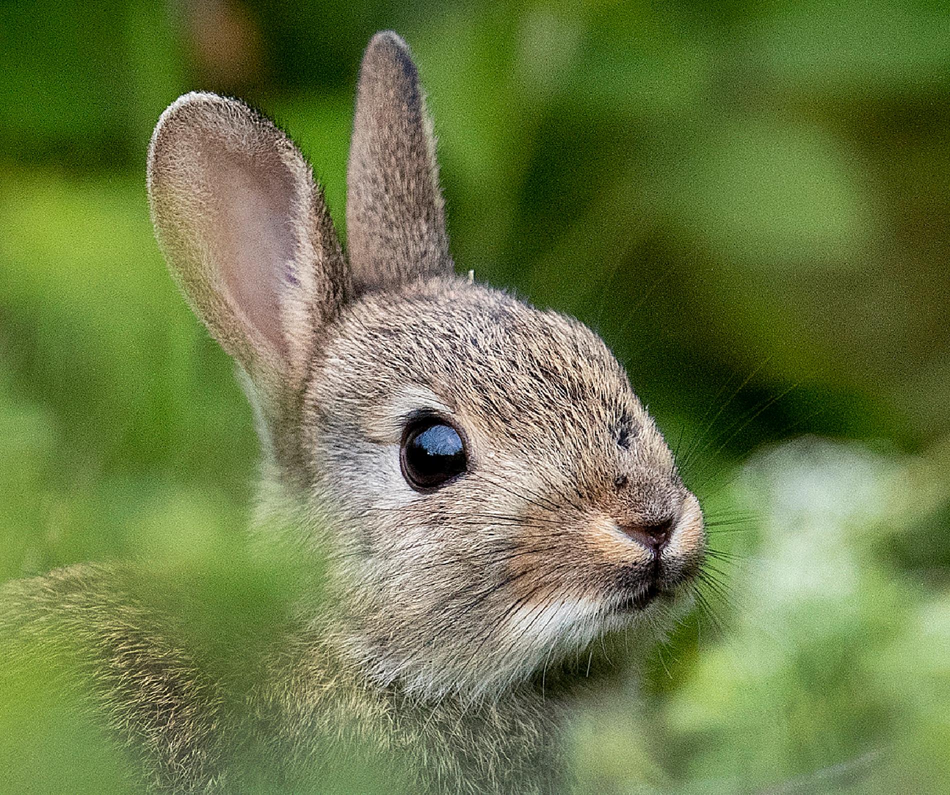 Ovanligt stora mängder av vildkanin kan leda till utbrott av kaninpest och kaningulsot, varnar länsstyrelsen i Halland. Arkivbild.