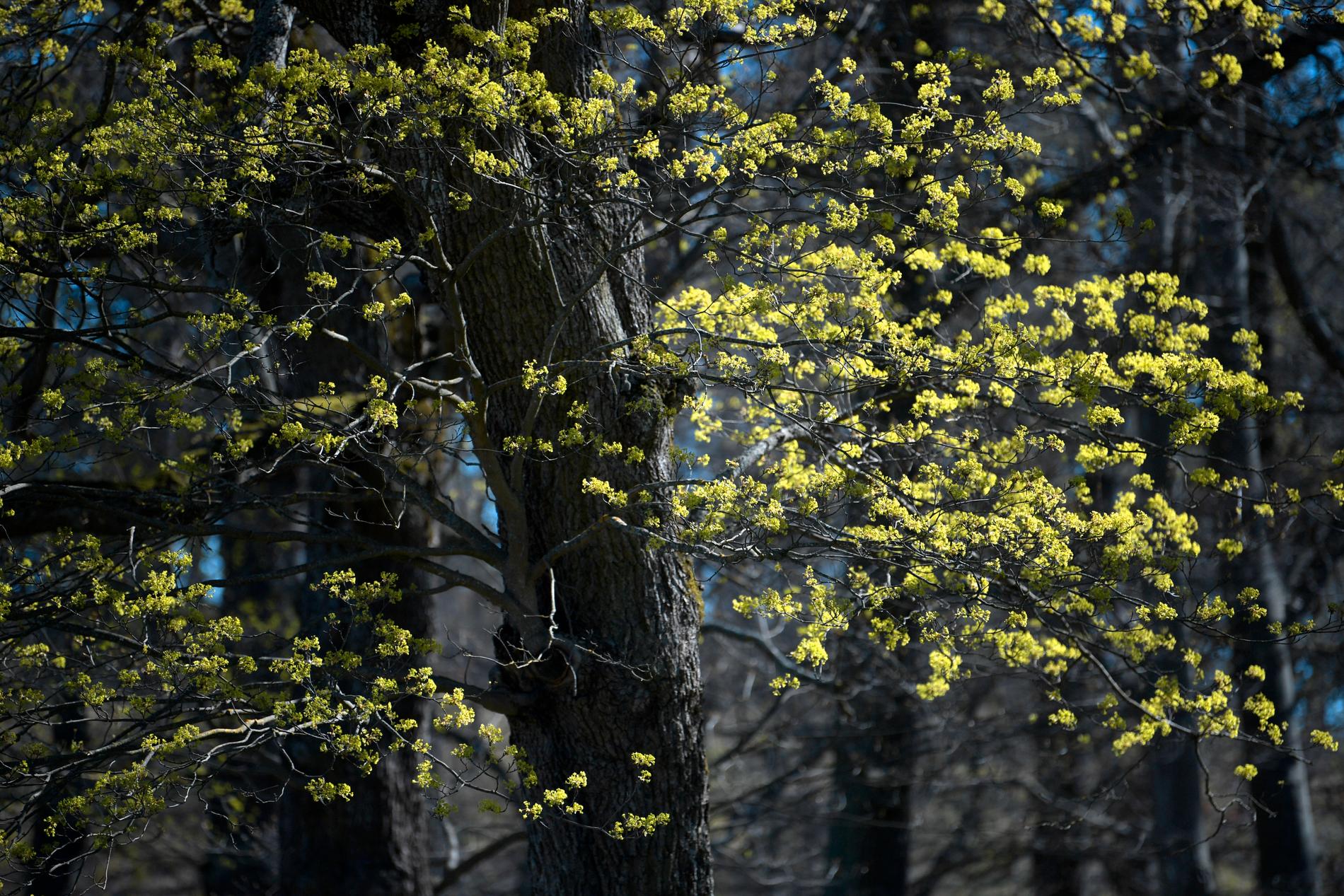Två träd i en allé dog av förgiftning. Nu kräver Jönköpings kommun en miljon kronor i skadestånd. Arkivbild.