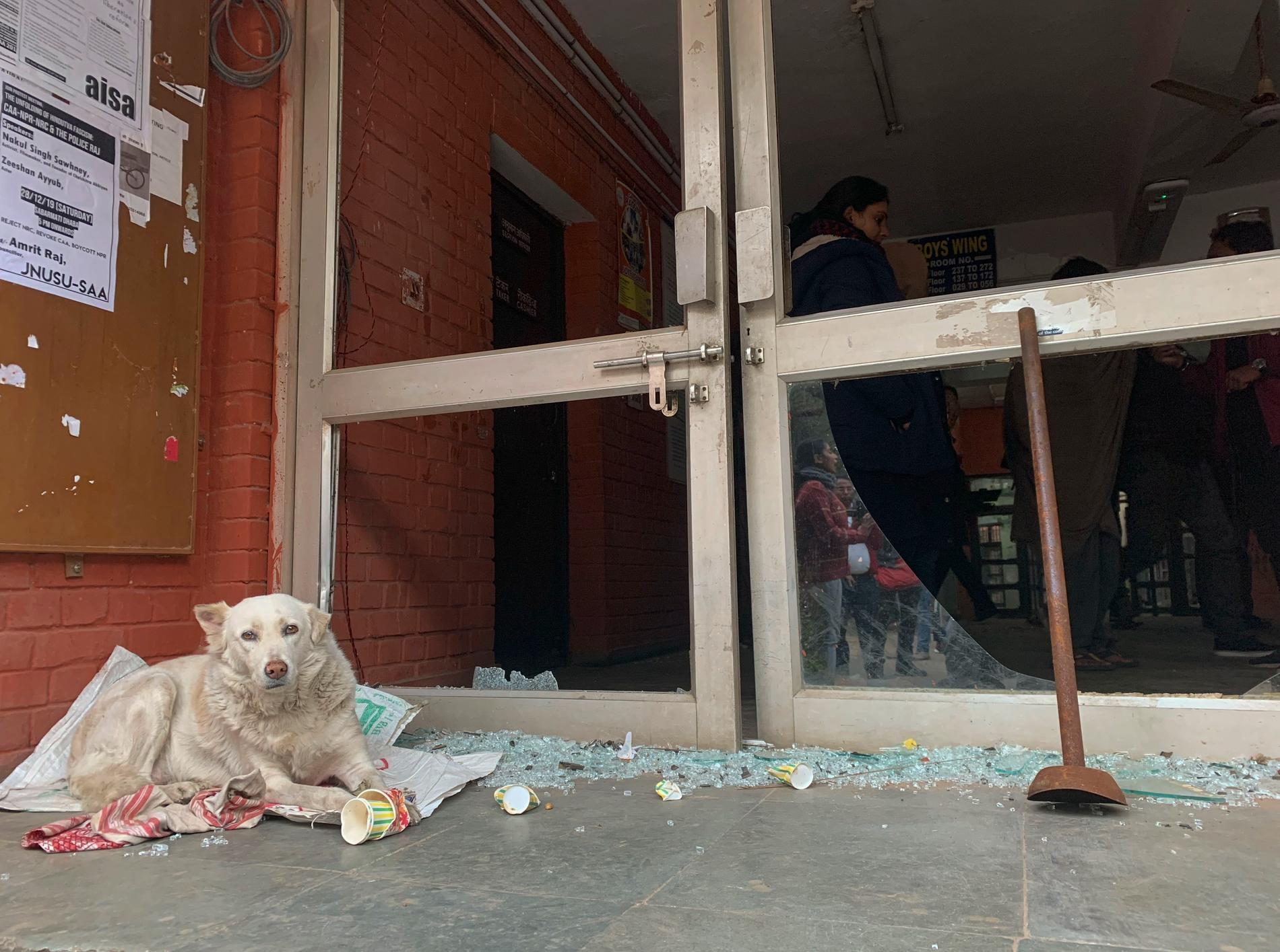 En hund ligger vid en sönderslagen entré efter att flera personer vandaliserade Jawaharlal Nehru University i Delhi.