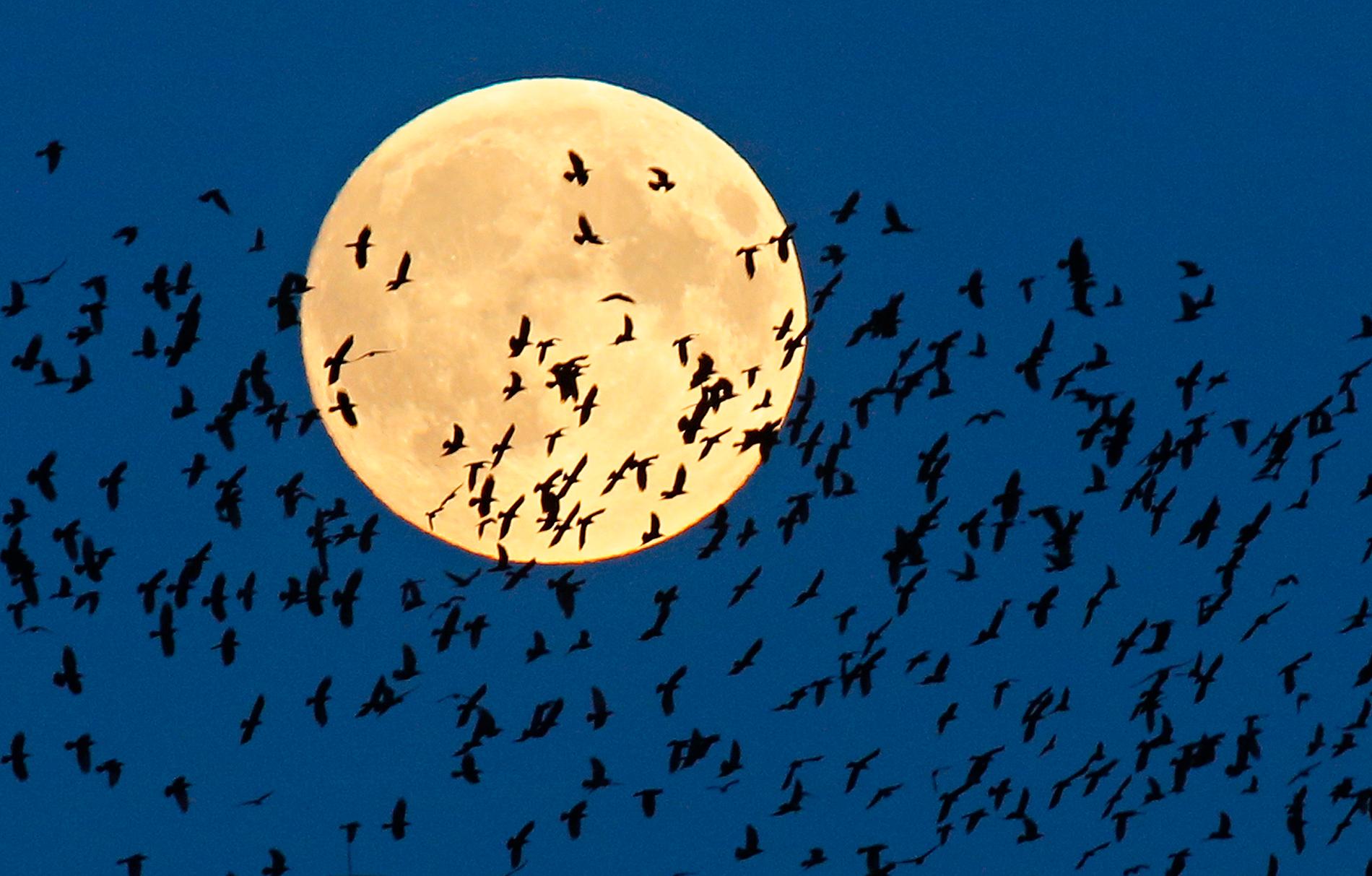 En flock fåglar flyger framför ”supermånen” i Mir i Vitryssland, väster om huvudstaden Minsk.
