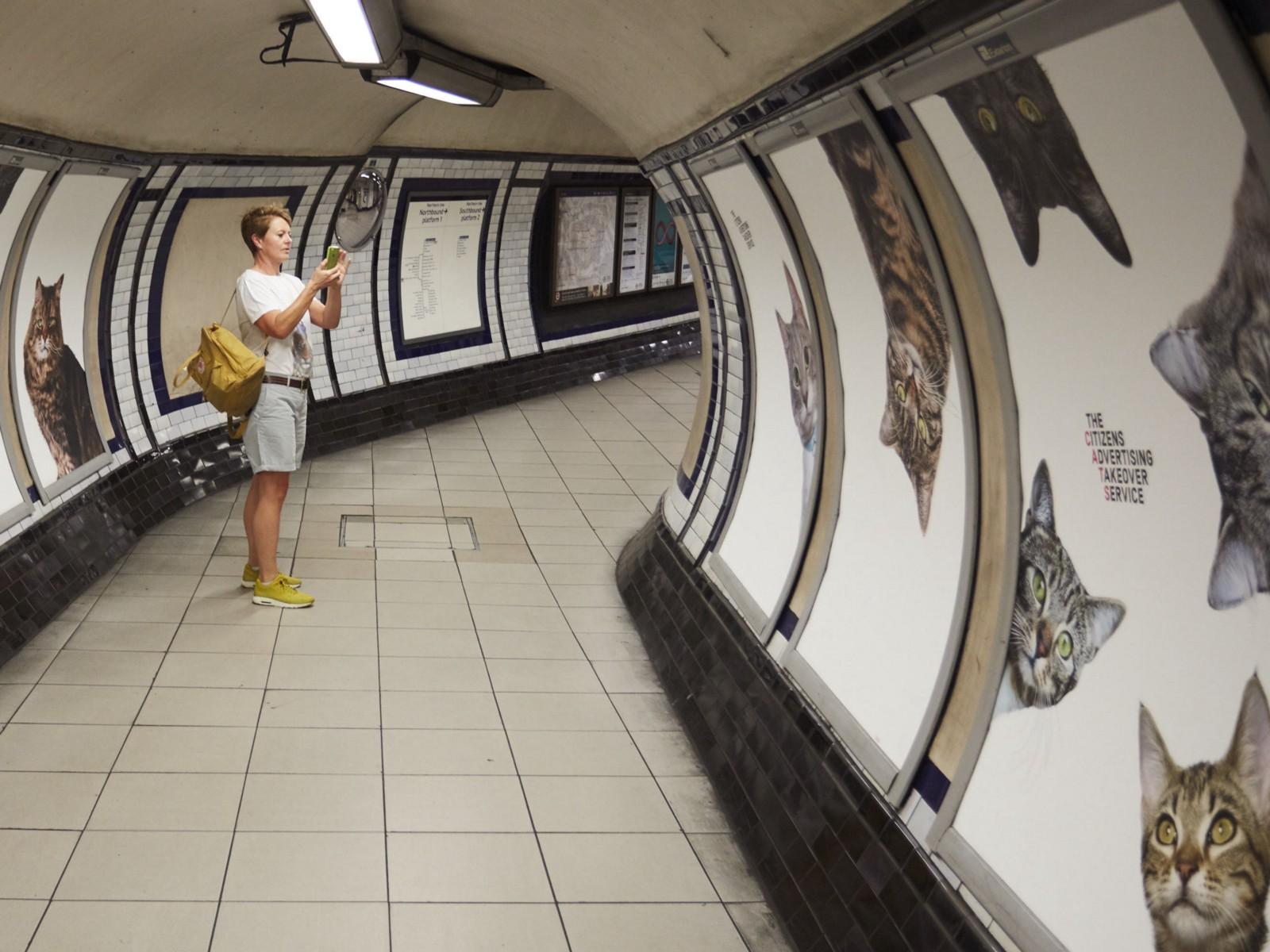 Tunnelbanestationen är nu fylld av 68 kattbilder istället för reklam.