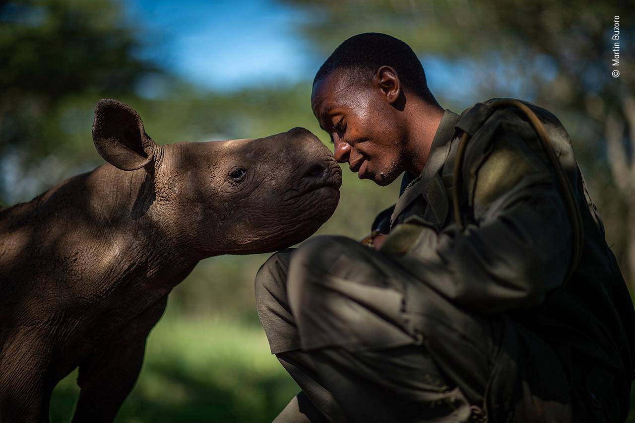 Martin Buzoras fångade bandet mellan en föräldralös noshörning och dess skötare.
