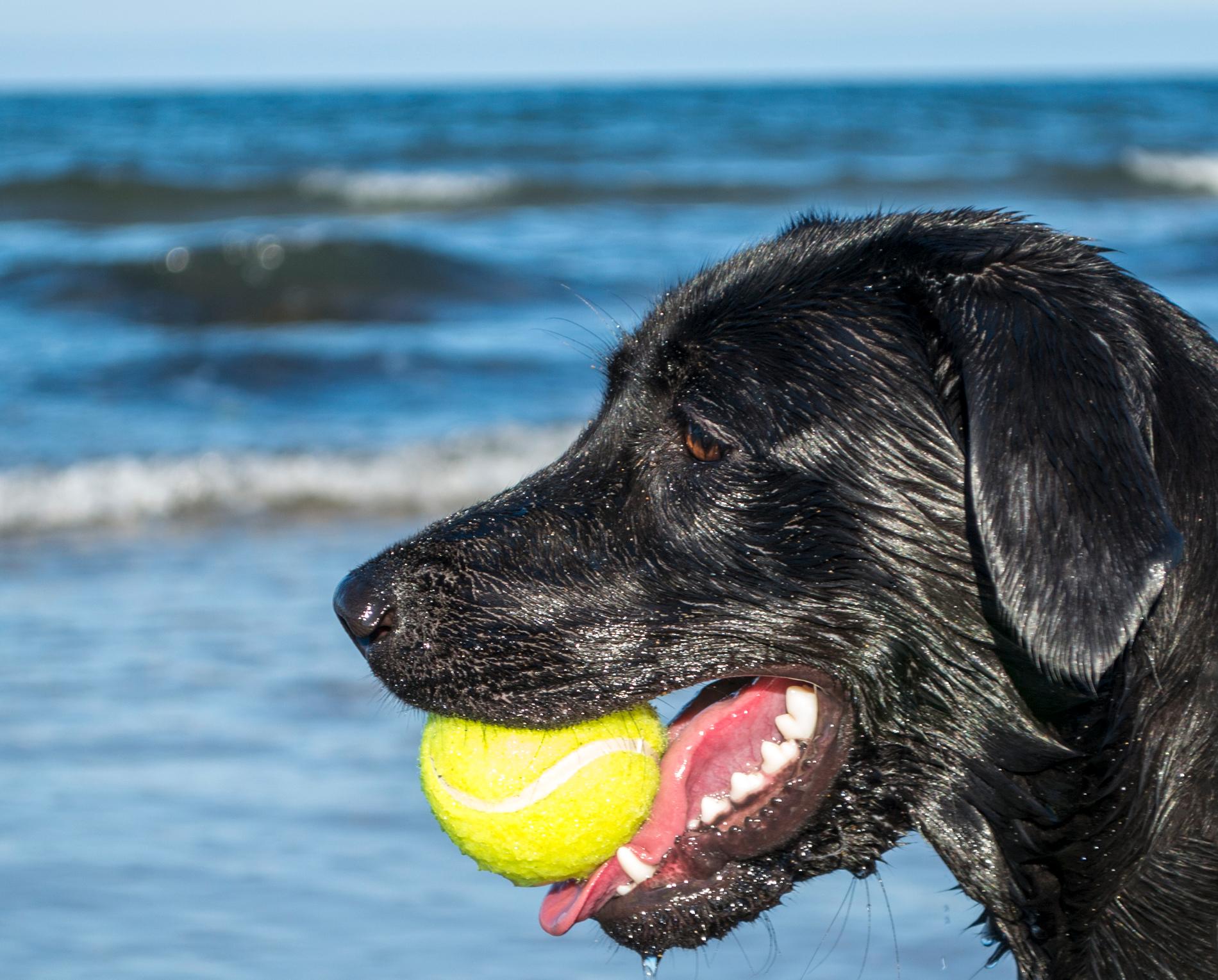 Den populära tennisbollen är inte så bra för hunden, varnar veterinären. 