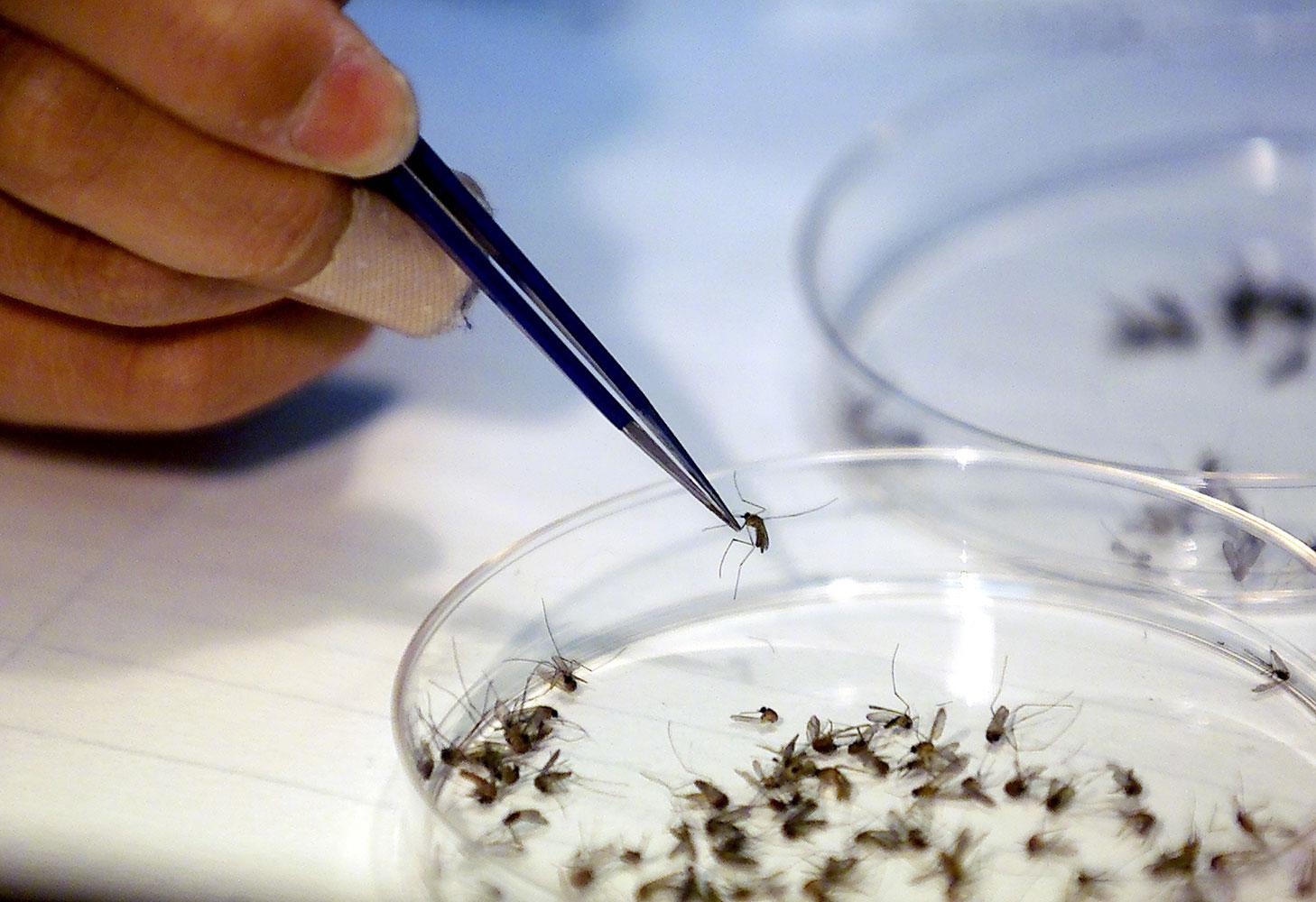 Forskare behandlar smittade myggor vid ett tidigare utbrott.