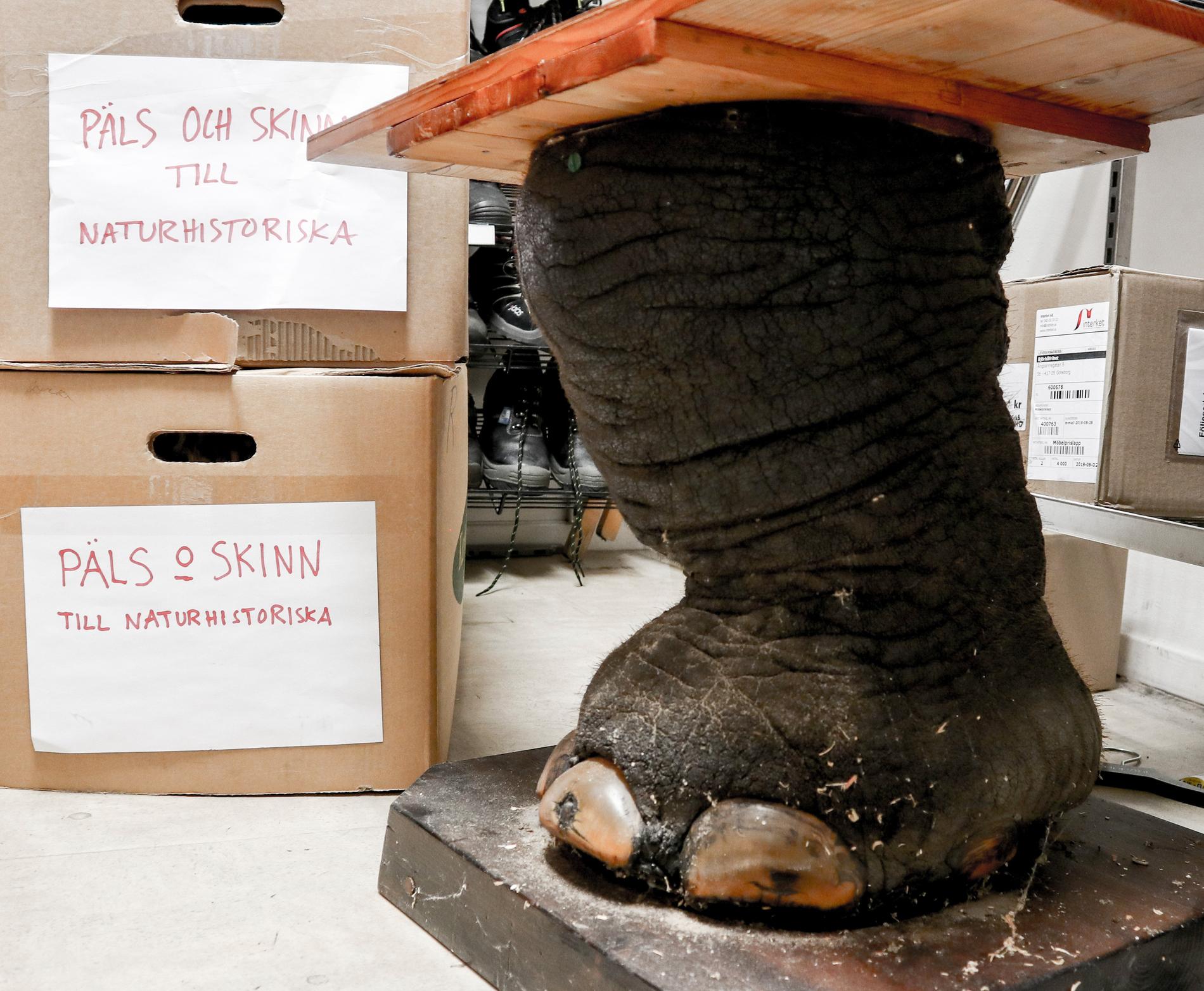 Ett bord som vilar på en elefantfot har skänkts till Björkåfrihets insamling i Göteborg.