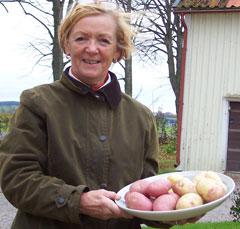 På gården i Bjälbo i Östergötland har Kari Pettersson skördat potatisarna för vintern.