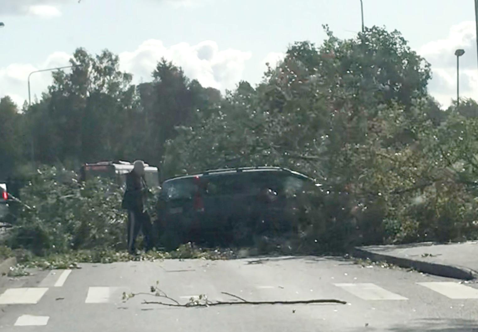 Ett träd har fallit över en bil på Vendelsö