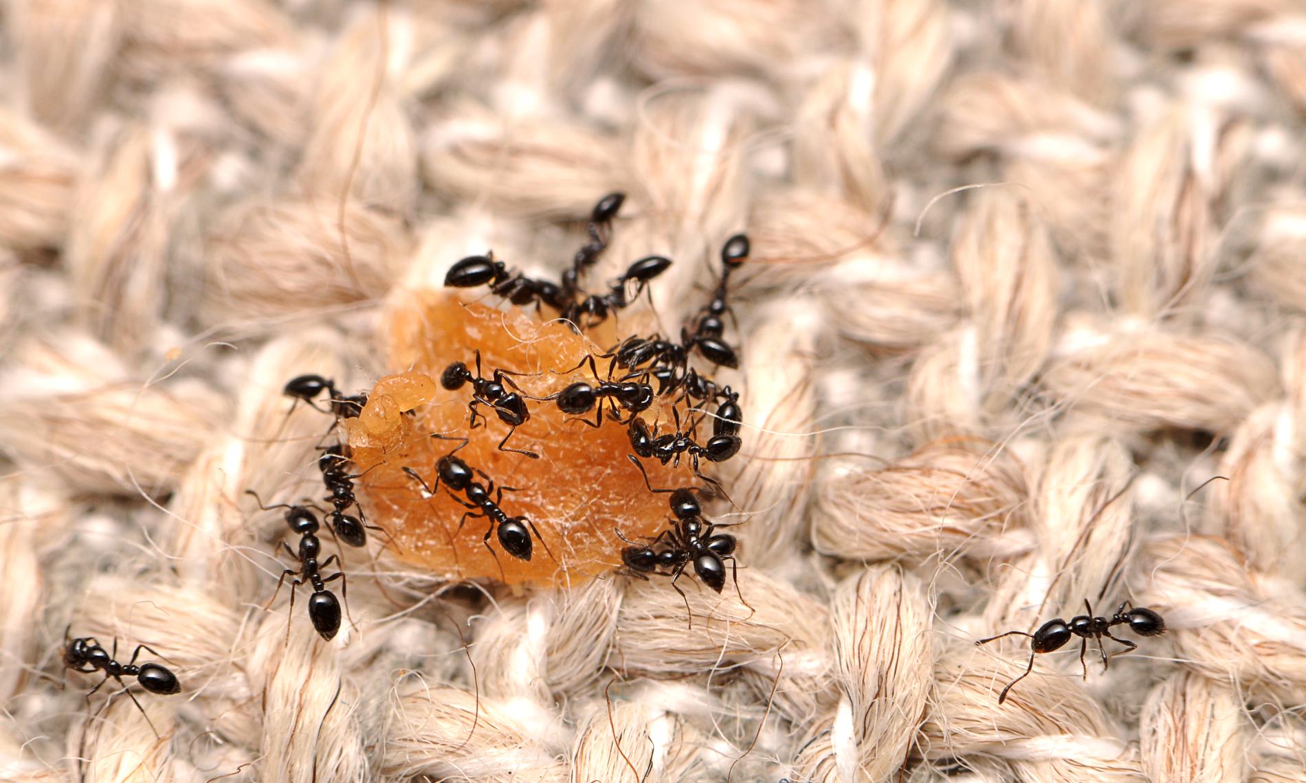 Myror som festar loss på en matsmula, inte helt ovanligt i våra hem. Arkivbild.