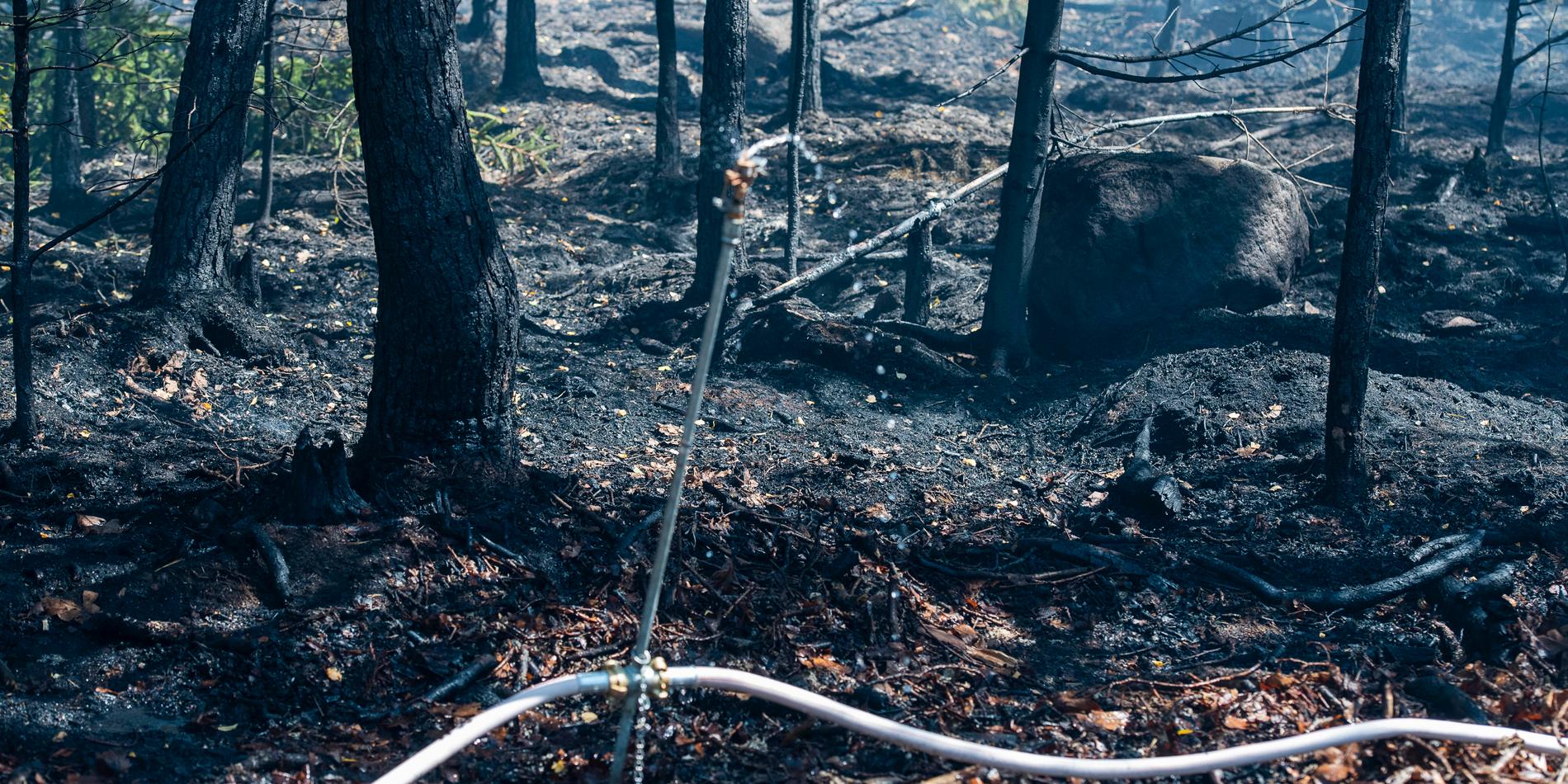 Bild från en skogsbrand som rasade utanför Mellingerum i Oskarshamns kommun den 2 juni i år.