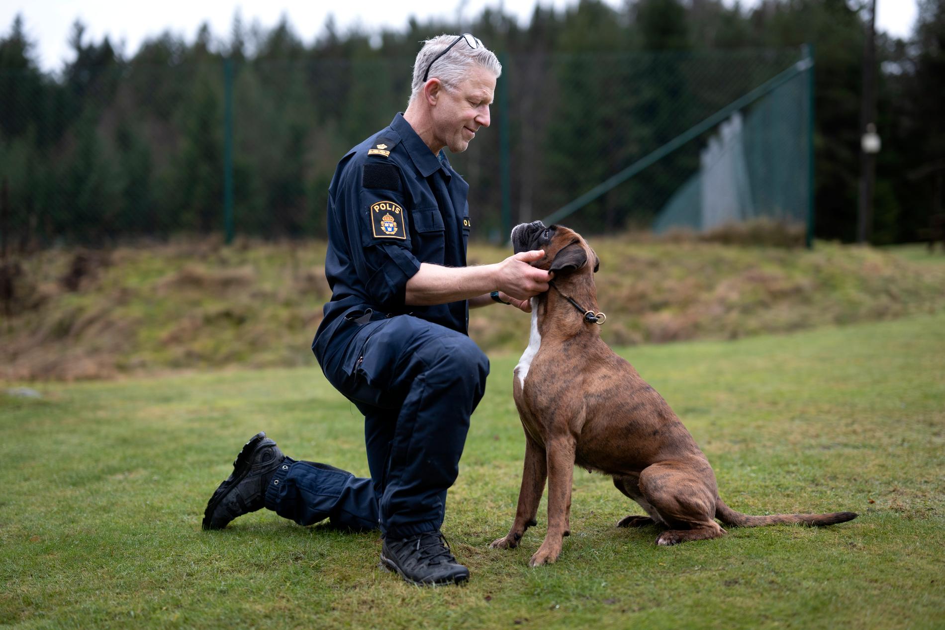 "Det kan vara en jättebra hund och en jättebra förare, men passar de inte ihop så går det inte. Med ett större utbud av hundar så är det mycket lättare att hitta rätt hund till rätt förare", säger Robert Lindström, som är förare till tiken Dundra.