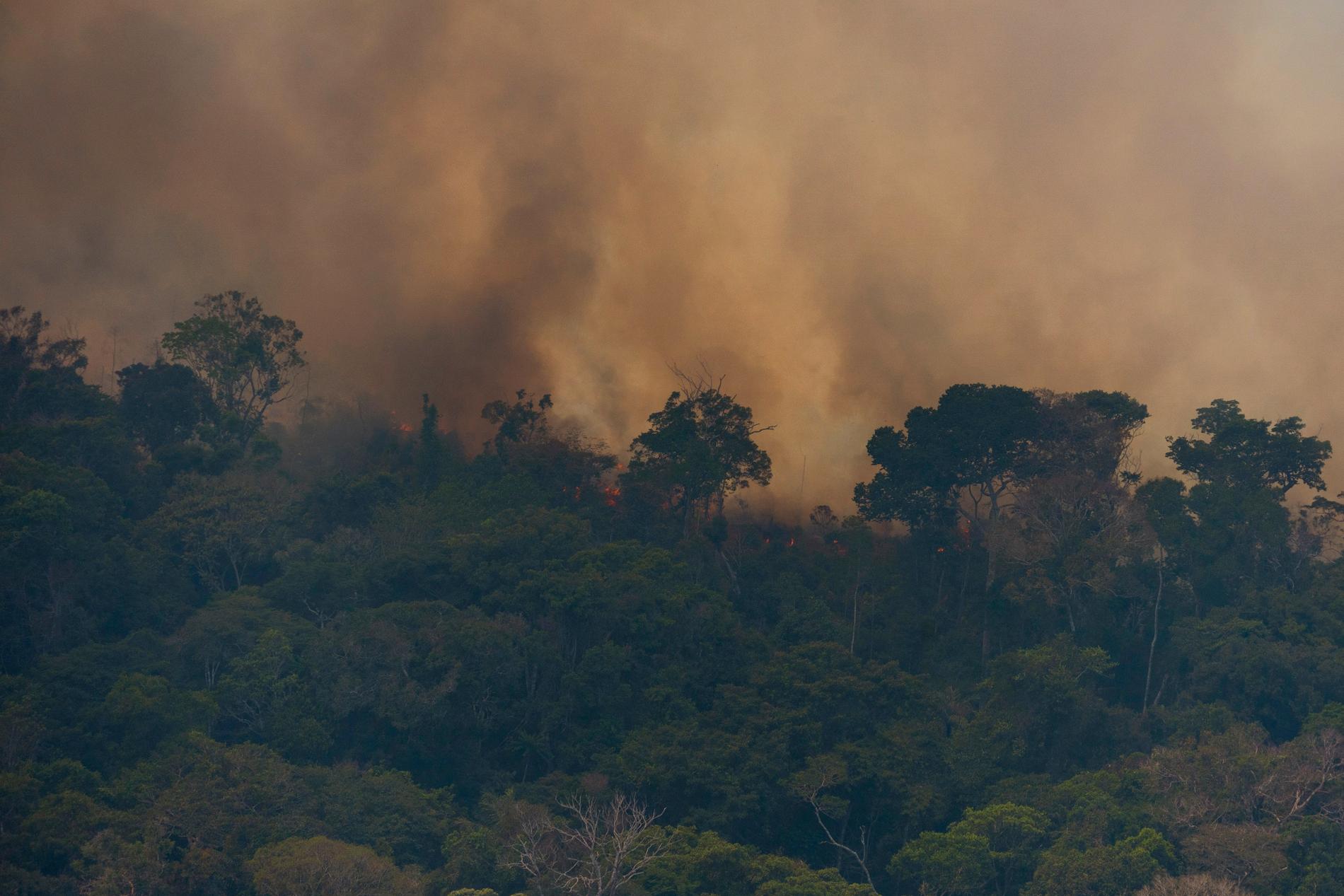 Eld som härjar i regnskogen nära staden Porto Velho i Brasilien.