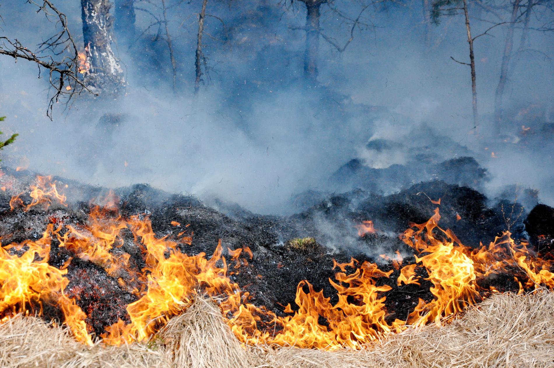 Det råder stor brandrisk i de uppländska skogarna just nu.