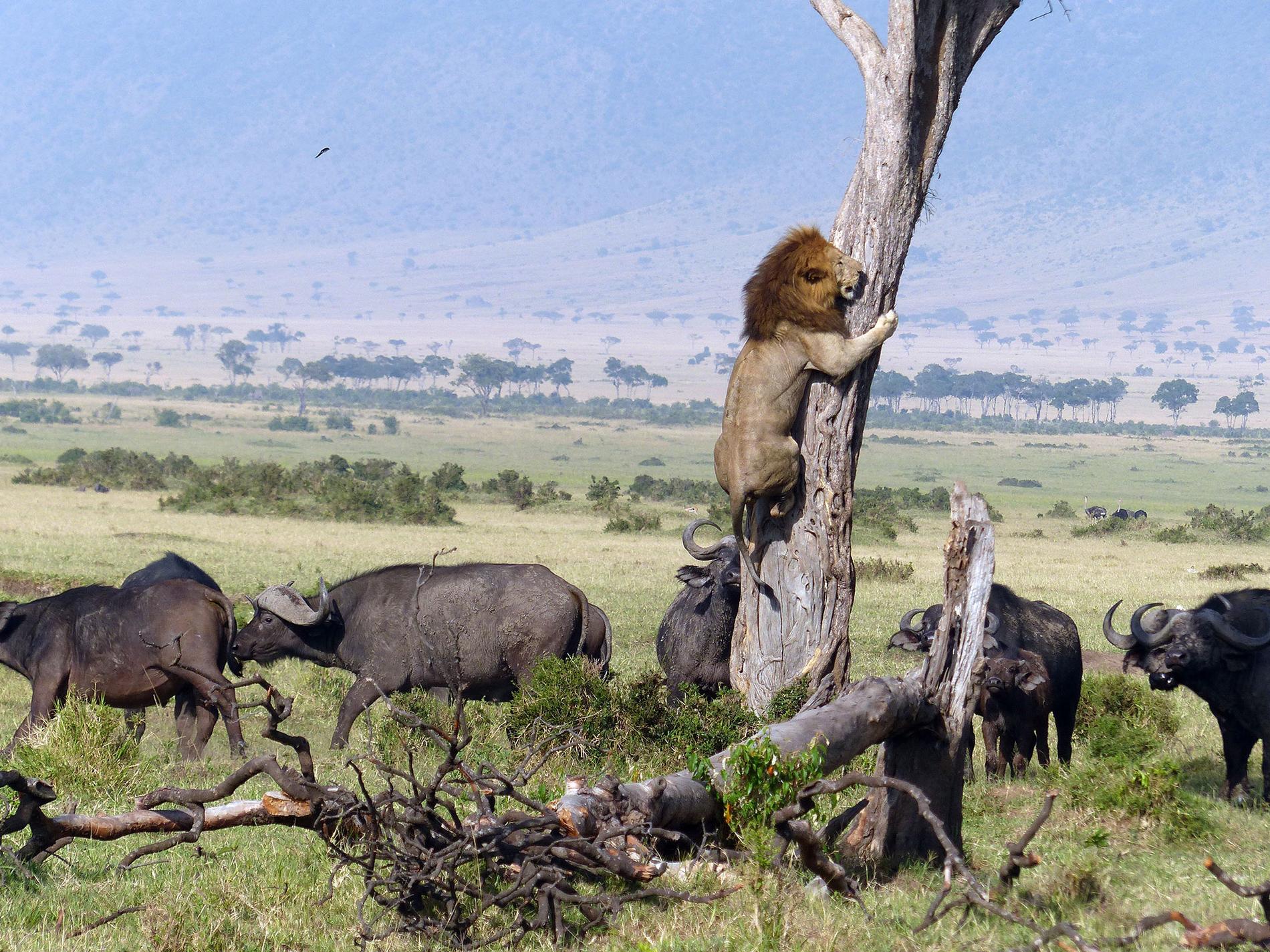 Lejonet har tagit sin tillflykt i trädet. Tittar man noga till höger på bilden syns kalven som bufflarna försökte skydda.