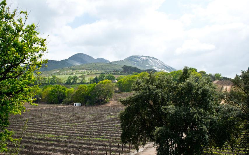 I Stellenbosch finns många vingårdar. 