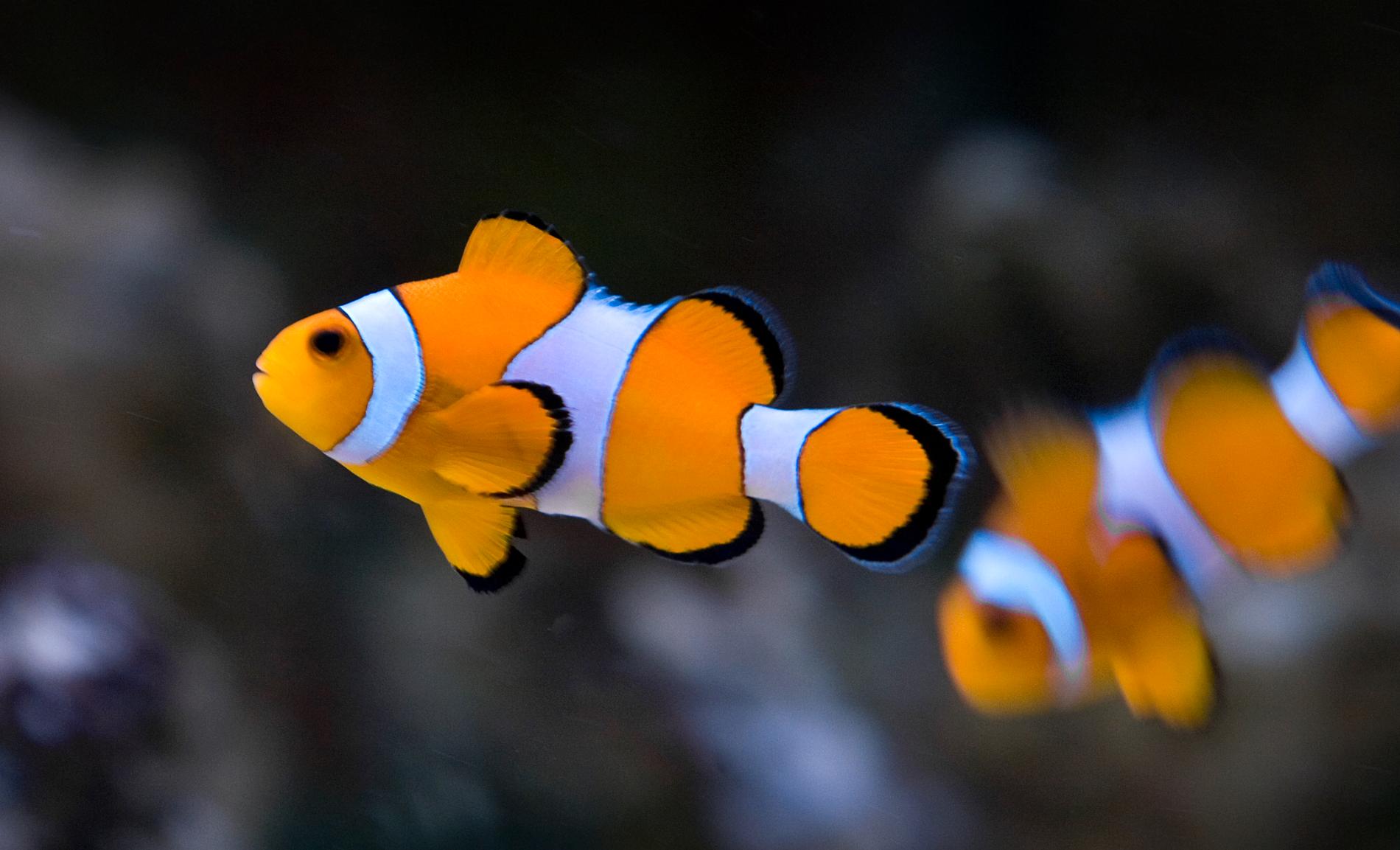 Clownfisken är bland annat känd från filmen "Hitta Nemo". Arkivbild.