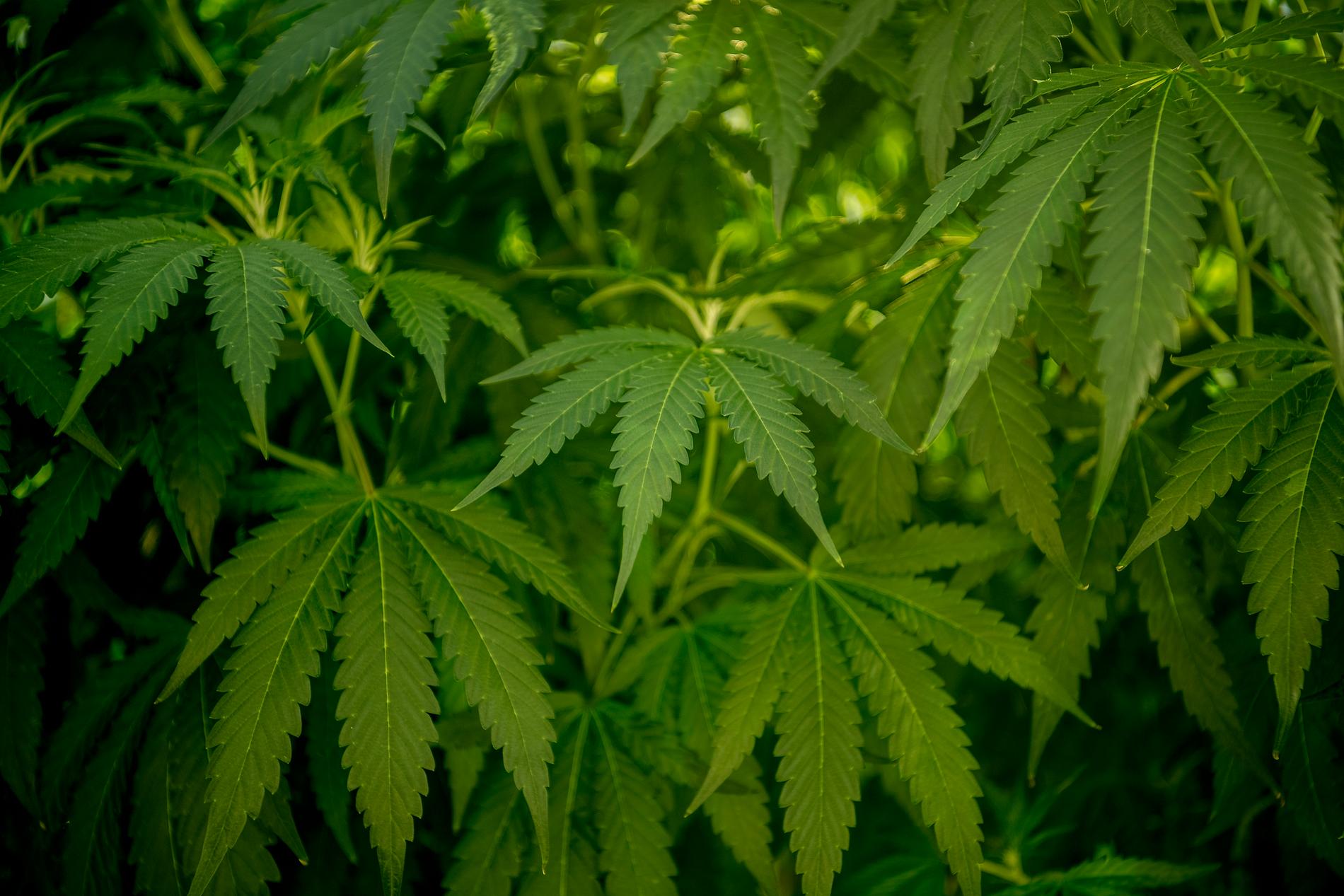 Flera kilo av cannabis hittades i mannens källarförråd.