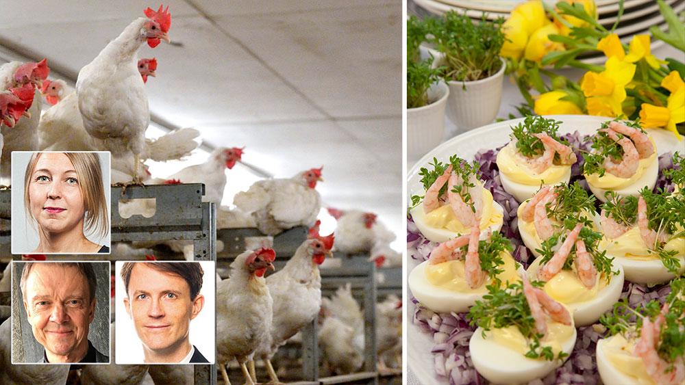 I äggindustrin kläcks kycklingarna i en maskin. I stället för tryggheten under mammas vingar åker de iväg på ett transportband, paketeras och skickas iväg till värpanläggningar, skriver Camilla Björkbom, Pär Friberg och David Stenholtz.