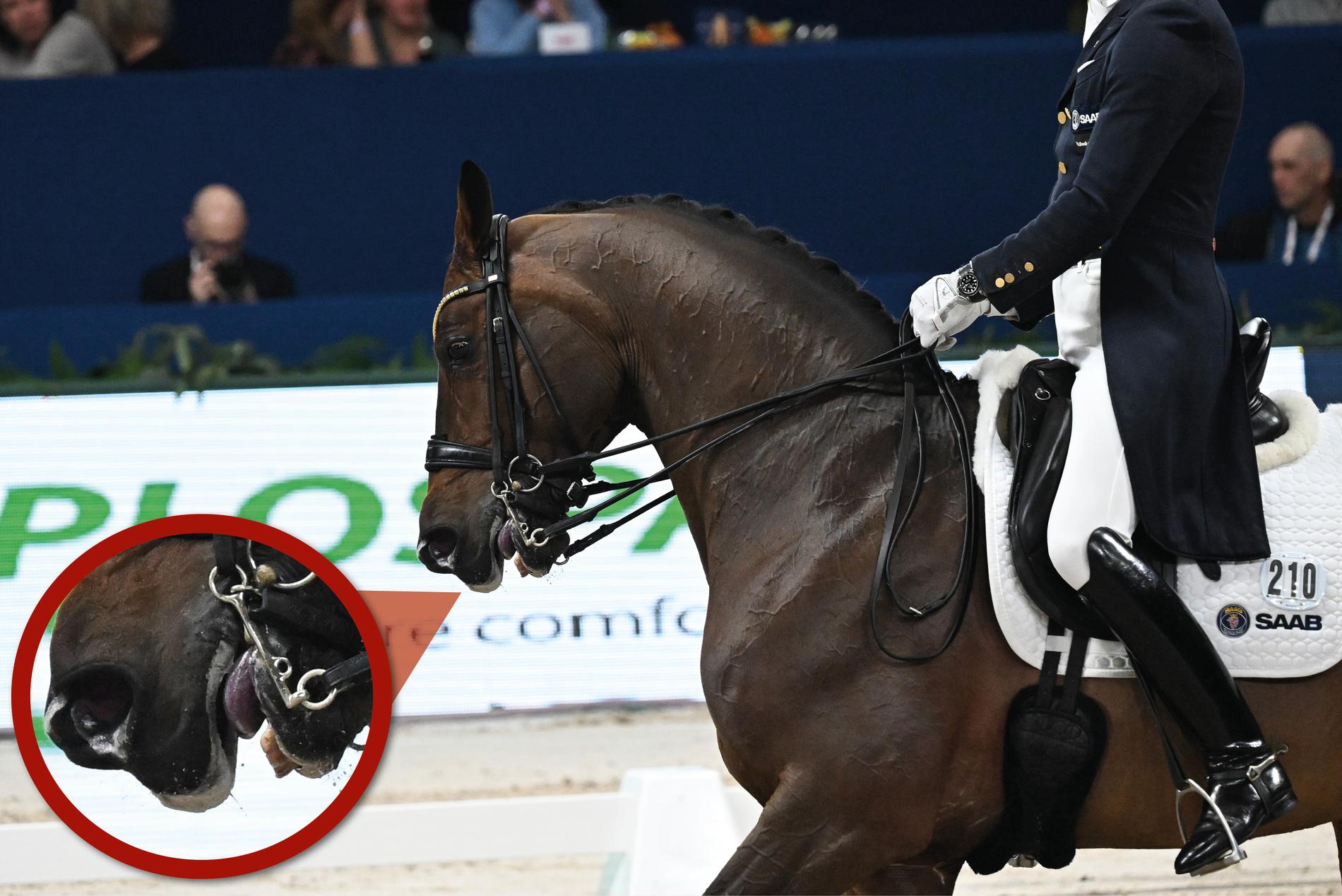  At the World Cup competition in Amsterdam on January 27, the tongue of Patrik Kittel's horse Touchdown turned gray-blue. Patrik Kittel finished third in the class.