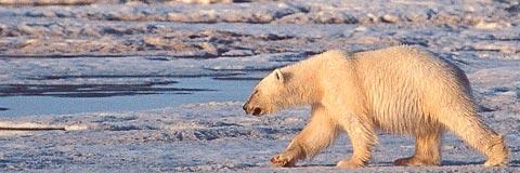 Viktig fråga Regeringen borde ha lyft fram miljöskyddet av Arktis inför EU-ordförandeskapet.