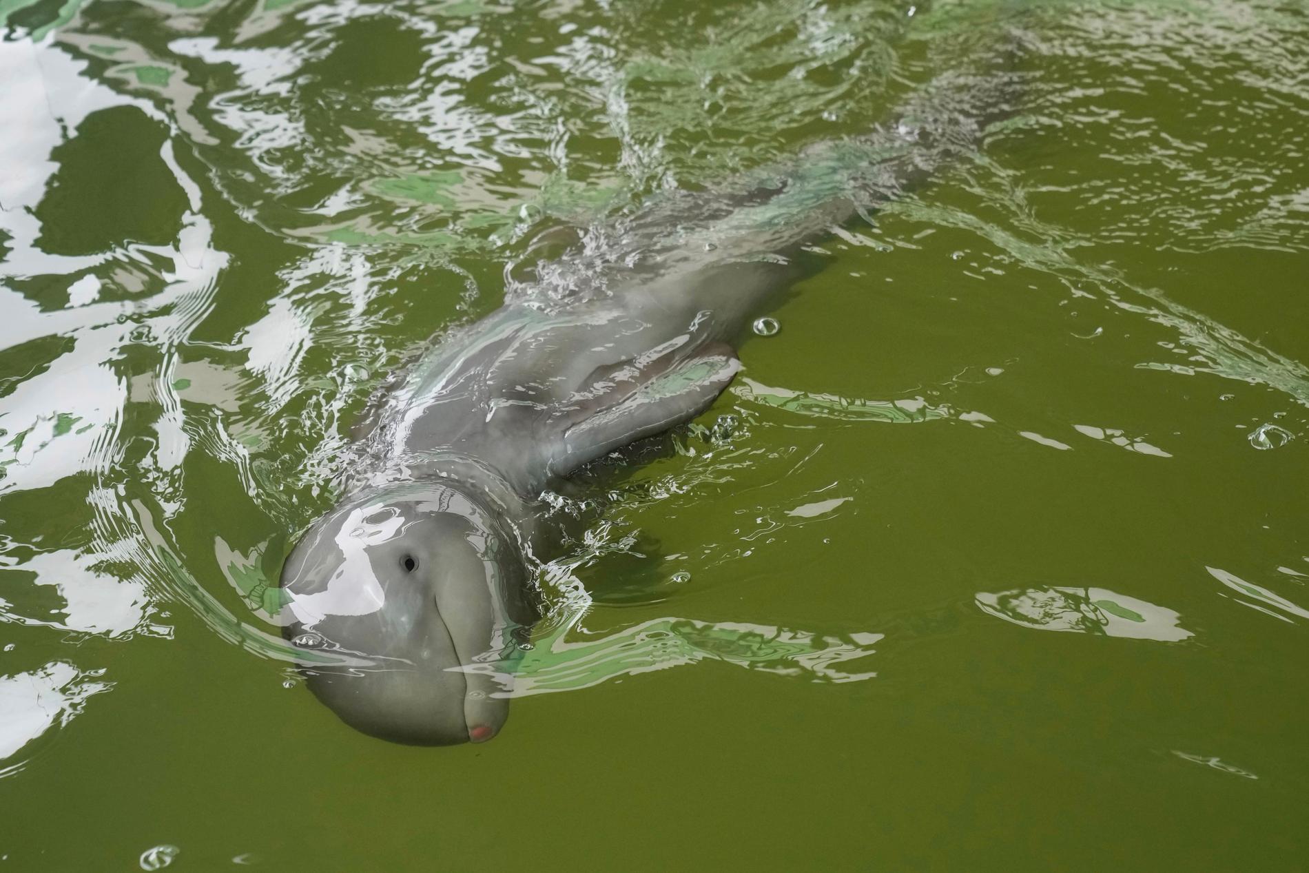 Det kan ta upp till ett år att rehabilitera delfinungen.