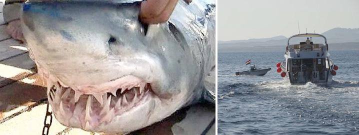 FÅNGADE FEL HAJ Flera hajattacker har inträffat vid turistorten Sharm el-Sheikh i Röda havet.