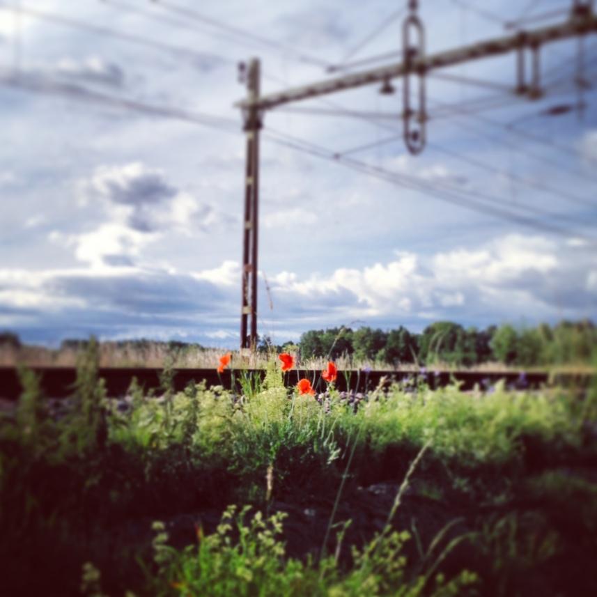 Vallmo utmed järnvägsspåret i Väring. Bilden tagen i morse när jag var ute på en springtur, skriver Ulrika