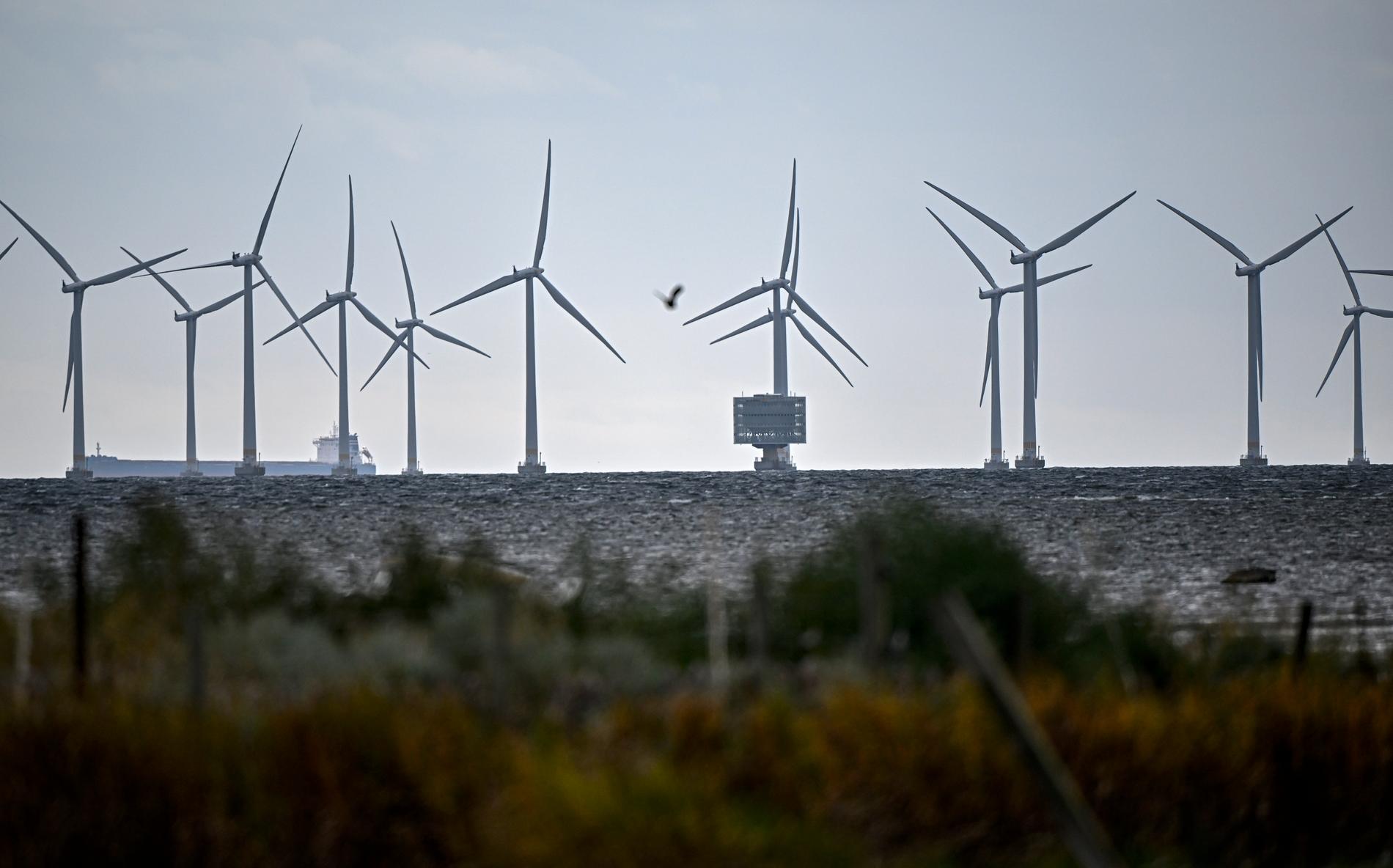 Lillgrund vindkraftpark söder om Öresundsbron. Nu finns planer på större vindkraftverk och forskare ska undersöka hur mycket undervattensbuller de kan medföra. Arkivbild.
