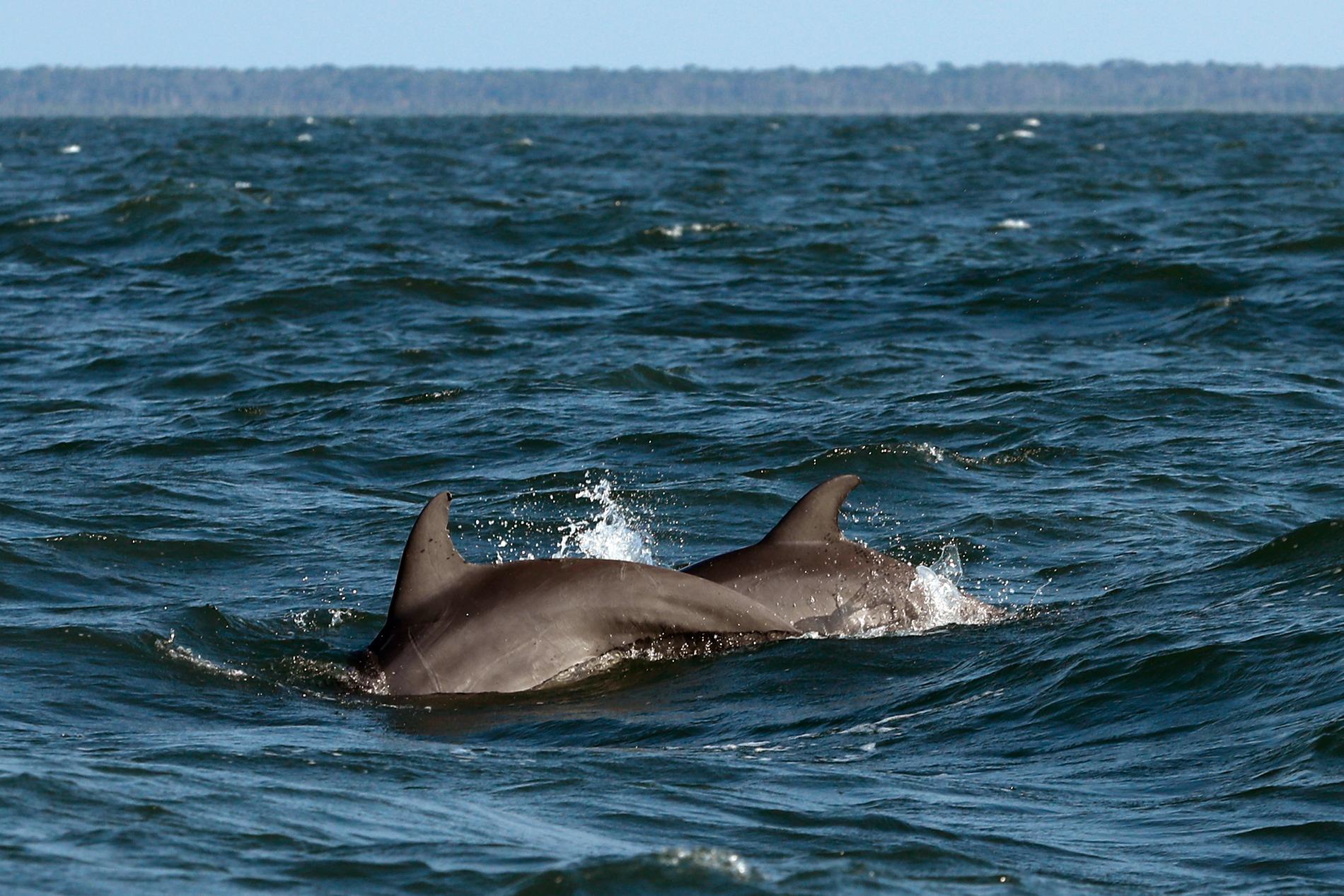 Flera tusen av Svarta havets delfiner uppskattas ha dött sedan kriget i Ukraina bröt ut. Arkivbild.