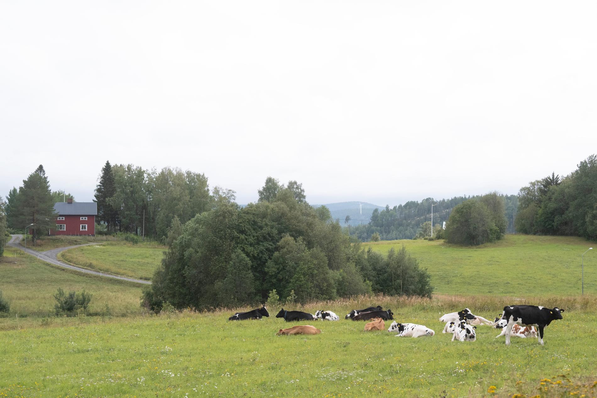 Lantbruk vid Höga kusten i Ångermanland.