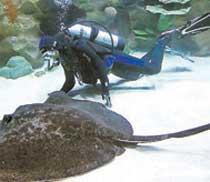 En stingrocka kan bli över två meter bred och lever i varma hav.