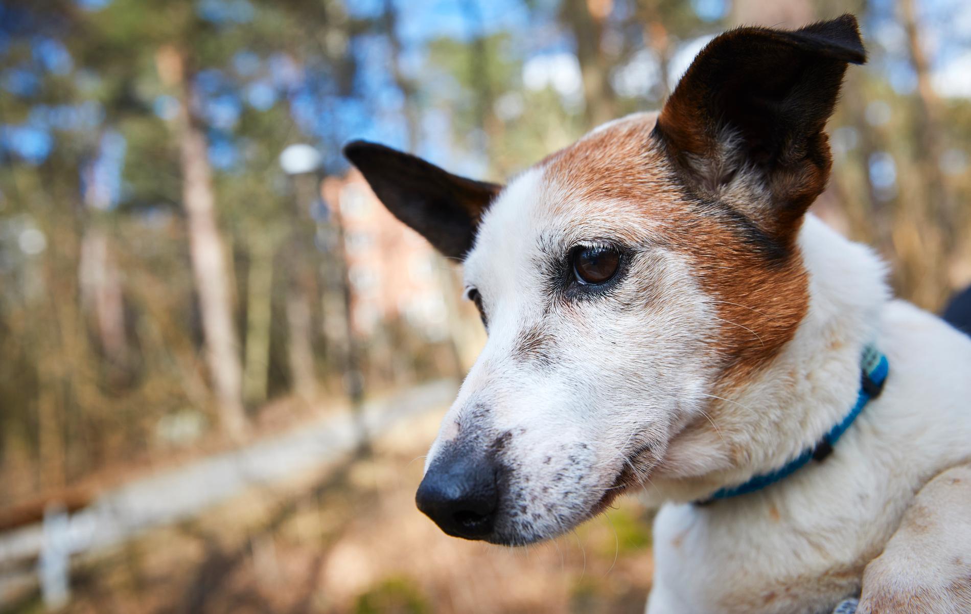 Hunden Lucky kunde inte bo kvar hos sin tidigare ägare på grund av sjukdom. Nu bor han hos Linnea Andersson i Bromma, i väntan på ett permanent hem.
