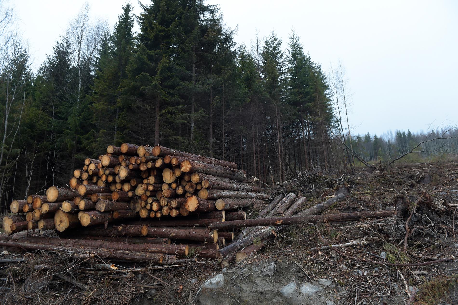 Statliga Sveaskog är beredda att minska avverkningsnivåerna. Följer fler skogsbolag efter?