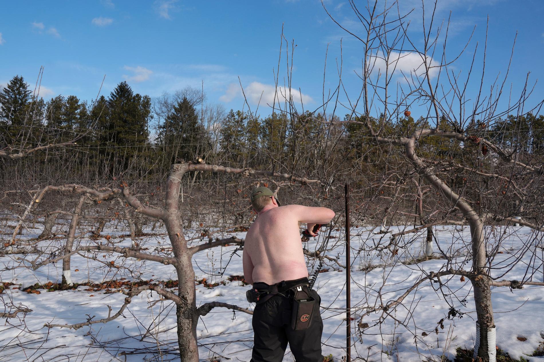 Stan Curry beskär sina äppelträd i bar överkropp i King City i Kanada i början av februari – där månaden var varmare än vanligt på flera håll. Arkivbild.